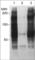 Phosphotyrosine antibody, PP4651, ECM Biosciences, Western Blot image 