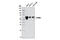 Dual Specificity Tyrosine Phosphorylation Regulated Kinase 2 antibody, 8143S, Cell Signaling Technology, Western Blot image 