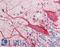 Tetraspanin 1 antibody, LS-B11754, Lifespan Biosciences, Immunohistochemistry frozen image 