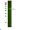 Fatty Acid 2-Hydroxylase antibody, LS-C813407, Lifespan Biosciences, Western Blot image 