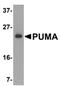 BCL2 Binding Component 3 antibody, MBS150888, MyBioSource, Western Blot image 