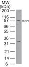 SUMO Specific Peptidase 5 antibody, NB100-56412, Novus Biologicals, Western Blot image 