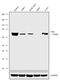 Spleen Associated Tyrosine Kinase antibody, PA5-27262, Invitrogen Antibodies, Western Blot image 