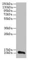 Transmembrane Protein 14A antibody, CSB-PA023720LA01HU, Cusabio, Western Blot image 