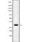 Mitochondrial Ribosomal Protein S15 antibody, PA5-68059, Invitrogen Antibodies, Western Blot image 