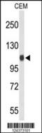 Importin 11 antibody, 64-054, ProSci, Western Blot image 