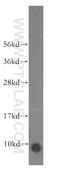 ATP Synthase Peripheral Stalk Subunit F6 antibody, 14114-1-AP, Proteintech Group, Western Blot image 