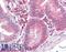 Eukaryotic Translation Initiation Factor 2 Subunit Alpha antibody, LS-B6273, Lifespan Biosciences, Immunohistochemistry frozen image 