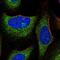 Tripartite Motif Containing 39 antibody, NBP2-56934, Novus Biologicals, Immunofluorescence image 