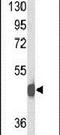 Neuropeptide Y Receptor Y2 antibody, PA5-26477, Invitrogen Antibodies, Western Blot image 