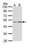 GNAS antibody, orb89948, Biorbyt, Western Blot image 