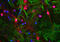 Visinin Like 1 antibody, LS-B10418, Lifespan Biosciences, Immunocytochemistry image 