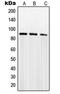 SUMO Specific Peptidase 5 antibody, LS-C353667, Lifespan Biosciences, Western Blot image 