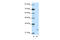 Zinc Finger Protein 253 antibody, 29-067, ProSci, Western Blot image 
