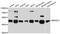 Mitogen-Activated Protein Kinase Kinase 1 antibody, A12687, ABclonal Technology, Western Blot image 