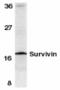 Baculoviral IAP Repeat Containing 5 antibody, TA306027, Origene, Western Blot image 