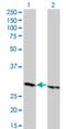 High Mobility Group Box 1 antibody, H00003146-M04, Novus Biologicals, Western Blot image 