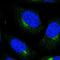 DET1 And DDB1 Associated 1 antibody, NBP1-89891, Novus Biologicals, Immunofluorescence image 