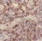 Complement component 1 Q subcomponent-binding protein, mitochondrial antibody, FNab01073, FineTest, Immunohistochemistry paraffin image 