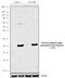 Myosin Light Chain 9 antibody, 702368, Invitrogen Antibodies, Western Blot image 