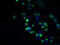 Transmembrane Protein 63A antibody, A61442-100, Epigentek, Immunofluorescence image 