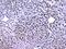 Retinoid X Receptor Alpha antibody, A01299-1, Boster Biological Technology, Immunohistochemistry frozen image 