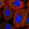 Acyl-CoA Oxidase Like antibody, HPA035393, Atlas Antibodies, Immunofluorescence image 