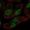 E74 Like ETS Transcription Factor 2 antibody, HPA071166, Atlas Antibodies, Immunofluorescence image 