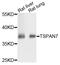 Tetraspanin 7 antibody, PA5-76938, Invitrogen Antibodies, Western Blot image 