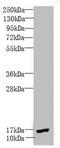 Proliferation And Apoptosis Adaptor Protein 15 antibody, LS-C676242, Lifespan Biosciences, Western Blot image 