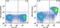 Lymphocyte Antigen 75 antibody, 13-2051-80, Invitrogen Antibodies, Flow Cytometry image 