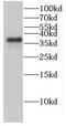 Glutaredoxin 3 antibody, FNab03492, FineTest, Western Blot image 
