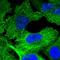Plectin antibody, NBP1-84019, Novus Biologicals, Immunofluorescence image 