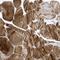 Calcium Voltage-Gated Channel Auxiliary Subunit Beta 2 antibody, PA5-57229, Invitrogen Antibodies, Immunohistochemistry frozen image 