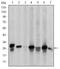 Heat Shock Protein Family B (Small) Member 1 antibody, NBP2-37599, Novus Biologicals, Western Blot image 