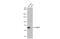 Neuraminidase antibody, GTX636983, GeneTex, Western Blot image 