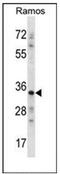 Necdin, MAGE Family Member antibody, AP52832PU-N, Origene, Western Blot image 