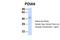 Protein Disulfide Isomerase Family A Member 6 antibody, NBP1-57968, Novus Biologicals, Western Blot image 