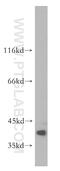 Sulfotransferase Family 2B Member 1 antibody, 12879-1-AP, Proteintech Group, Western Blot image 