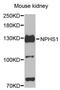 NPHS1 Adhesion Molecule, Nephrin antibody, MBS127602, MyBioSource, Western Blot image 