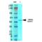 Solute Carrier Family 1 Member 1 antibody, 56520, QED Bioscience, Western Blot image 