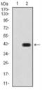 Glutamate Decarboxylase 2 antibody, NBP2-52471, Novus Biologicals, Western Blot image 