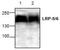 Low-density lipoprotein receptor-related protein 5 antibody, NBP1-45687, Novus Biologicals, Western Blot image 