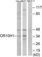 Olfactory Receptor Family 10 Subfamily H Member 1 antibody, GTX87663, GeneTex, Western Blot image 