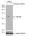 Cell Division Cycle 25C antibody, NBP2-15827, Novus Biologicals, Western Blot image 