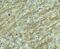 GATA Binding Protein 3 antibody, 5599, ProSci, Immunohistochemistry frozen image 