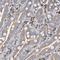 Sodium/myo-inositol cotransporter 2 antibody, NBP1-82862, Novus Biologicals, Immunohistochemistry frozen image 