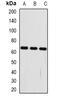 Frizzled Related Protein antibody, orb378065, Biorbyt, Western Blot image 
