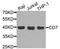 CD7 Molecule antibody, STJ29964, St John