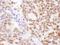 RecQ Like Helicase antibody, A300-450A, Bethyl Labs, Immunohistochemistry frozen image 